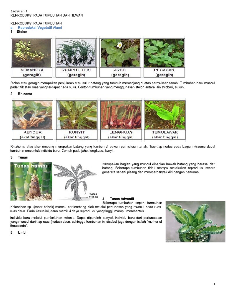 Materi Siswa Klas 9 Bab 2 Pdf