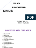 Common Lawn Diseases