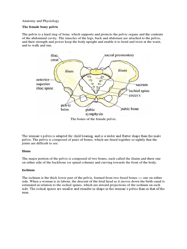 The Female Pelvis A Detailed Examination of the Bones, Canals, and