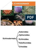 Echinodermata 