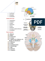 Anatomia