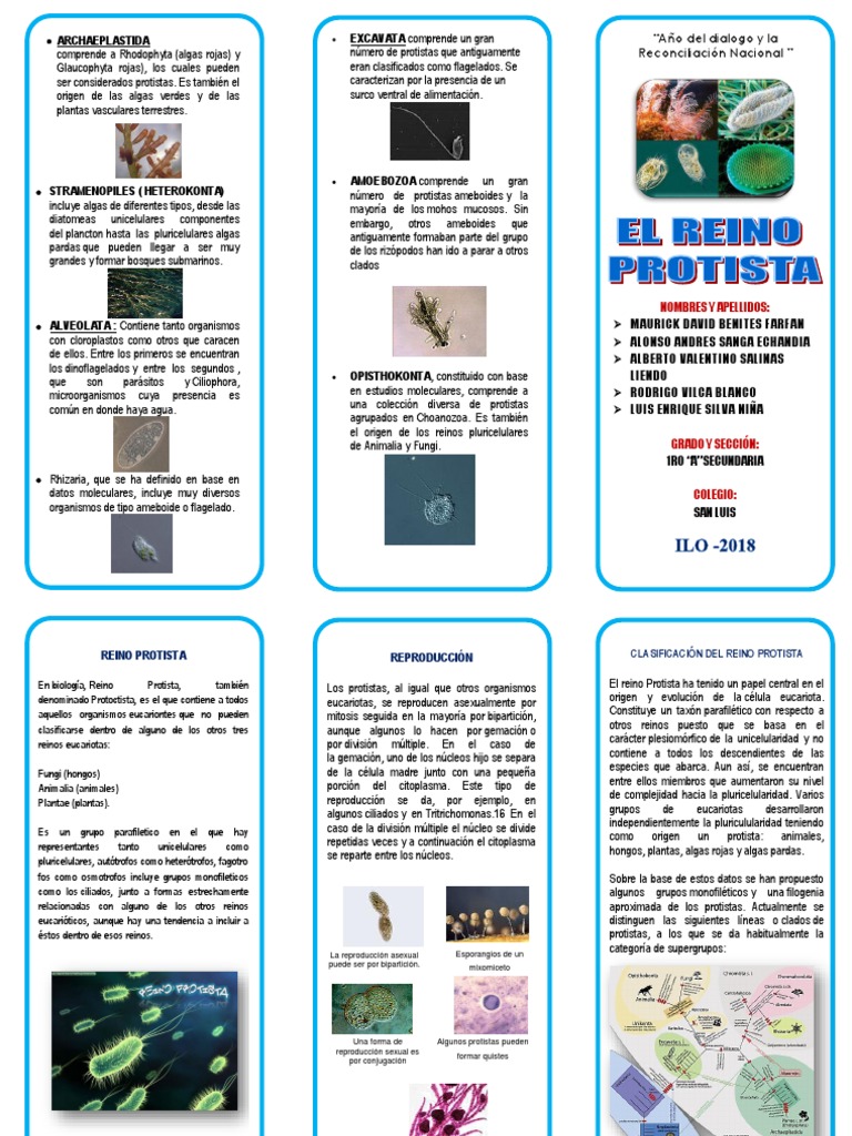 Reino Protista | PDF | Eucariotas | Organismos