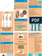 Leaflet Osteoporosis