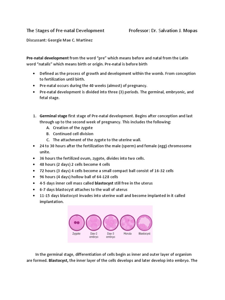 Germinal Stage of Prenatal Development | PDF | Prenatal Development ...