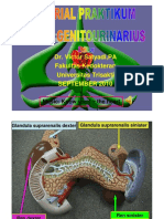 PDF Tutorial Praktikum Model Sistem Genito Urina PDF