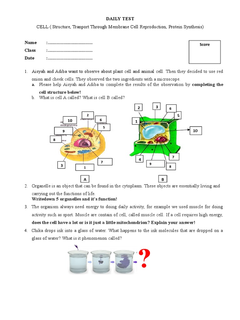 Daily Test on Cell Structure and Functions | PDF | Cell (Biology ...