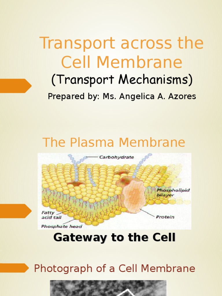 Cell Membrane Transport Mechanisms | PDF | Cell Membrane | Osmosis