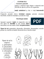 Curs 9 Ciuperci