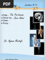 Download Anatomy Lecture 11 The Peritoneum Lecture Notes by Ali Al-Qudsi SN43306495 doc pdf
