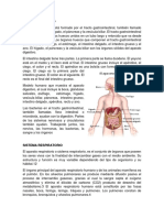 Sistema Digestivo