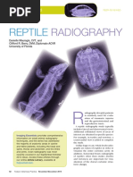 Radiographic Techniques for Sea Turtles | PDF | Radiography | Medical ...
