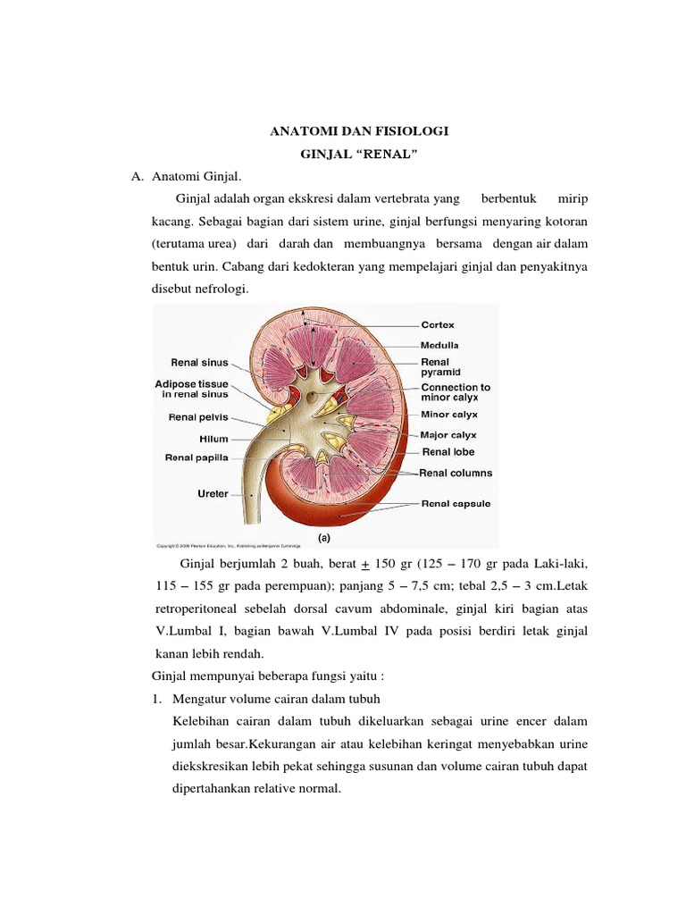 Anatomi Dan Fisiologi Ginjal Pdf