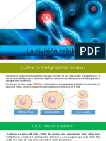 Ciclo celular: Mitosis y división celular