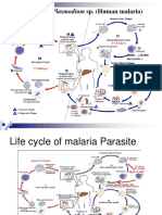 The Life Cycle & The Transmission Dynamic Versi 1