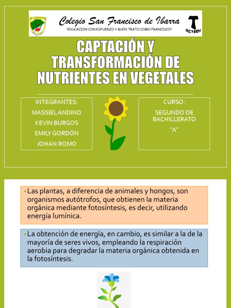 Captación y Transformación de Nutrientes en Vegetales