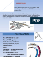 Nematodos Ascaris