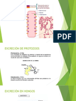 Excreción en Móneras, Hongos, Protistas y Plantas