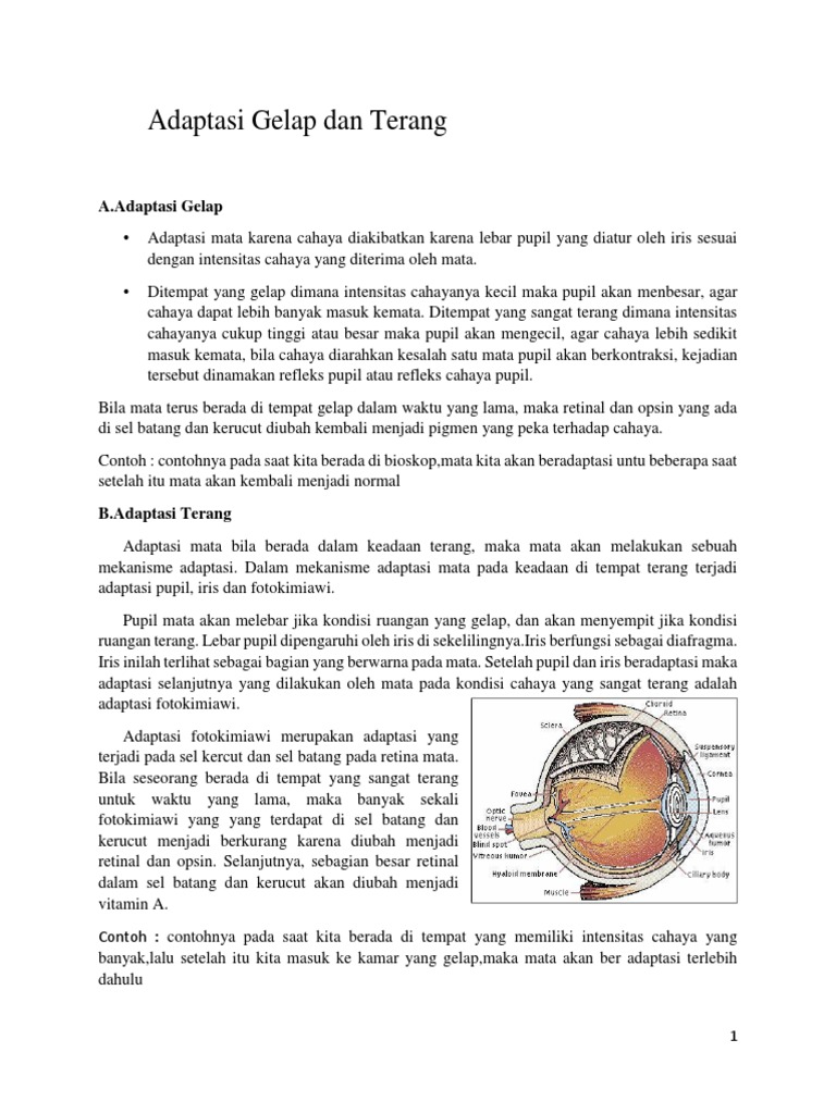 Adaptasi Pupil pada Cahaya Gelap dan Terang | PDF | Kesehatan Holistik ...