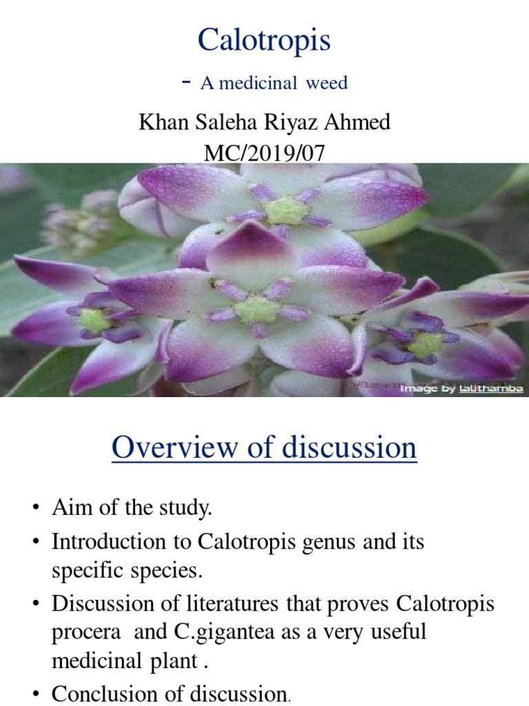 Calotropis Procera | PDF | Apoptosis | Reactive Oxygen Species