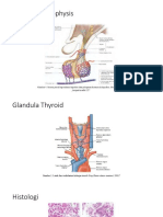 Anatomi Hypophysis FIKS