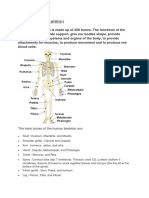 Materi Human Skeleton