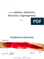 Ppembelahan, Gastrulasi, Neurulasi, Organogenesiss k1