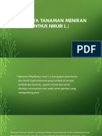 FIX BGT BUDIDAYA TANAMAN MENIRAN (Phyllanthus Niruri L