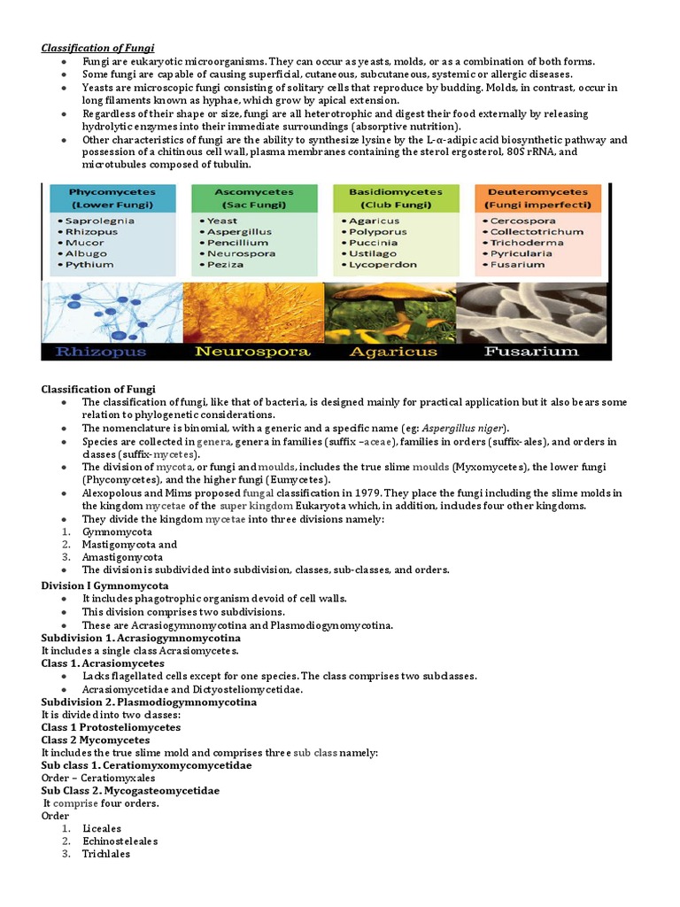 Classification Of Fungi Pdf Fungus Organisms
