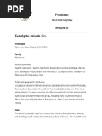 Download Eucalyptus Robusta - Myrtaceae by Bernadin Jio SN43322725 doc pdf