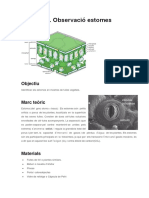 Complementaria Pràctica 1 Observació Estomes