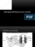 Amphibian Reproductive System