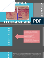 Sistema Tegumentario Diapositivas