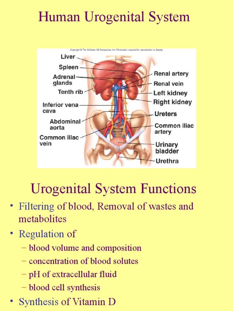Human Urogenital System Kidney Urinary System
