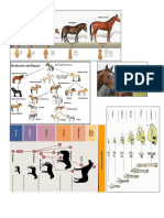 Caballo Evolucion y Origen