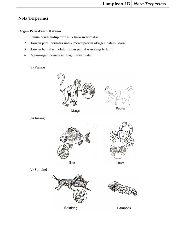 Organ Pernafasan Haiwan Pdf