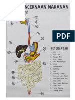 Sistem Pencernaan