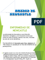 Enfermedad de Newcastle