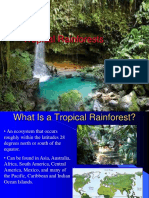 Tropical Rainforest