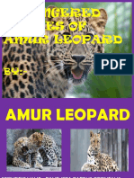 Endangered Species of Amur Leopard