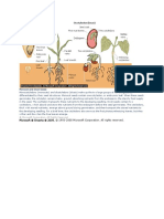 Monocot and Dicot Seeds