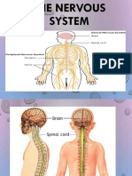2 Human Body Nervous system.pptx
