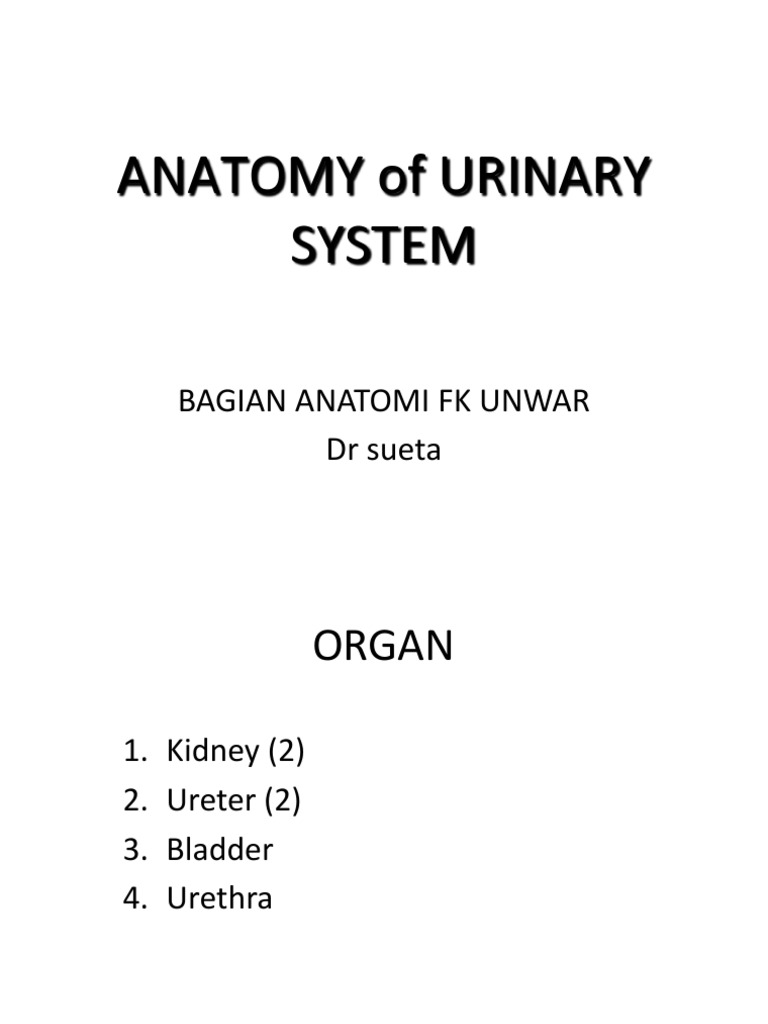 1 Anatomi Ren Ppt