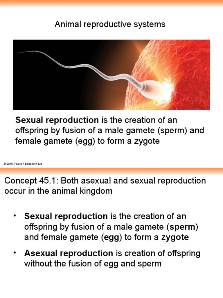 Modes of Animal Reproduction Moodle 2019 PDF Meiosis Sexual