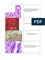 Pathobilder - Gastro