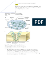 Photosynthesis.pdf