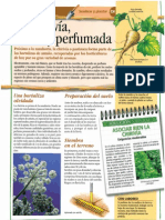 La chirivía tierna y perfumada