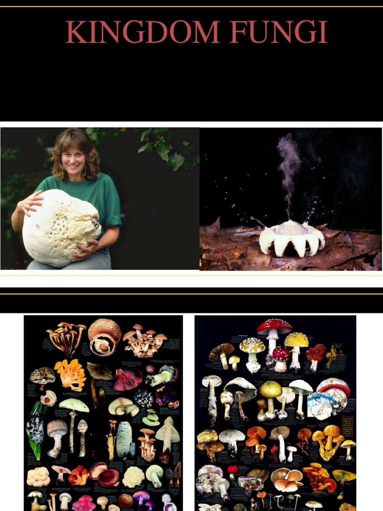 kingdom-fungi-pdf