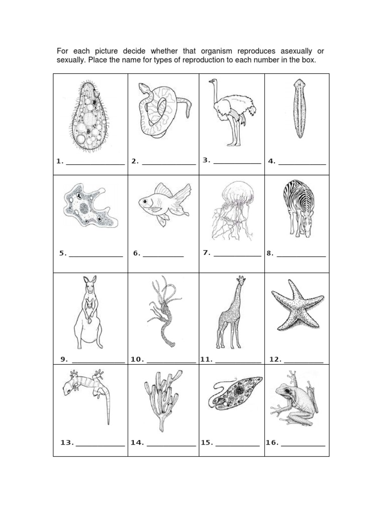 Animal Reproduction Picture Worksheet