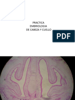01 - Práctica - Embriología de Cabeza y Cuello