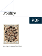 Poultry chickens of the World